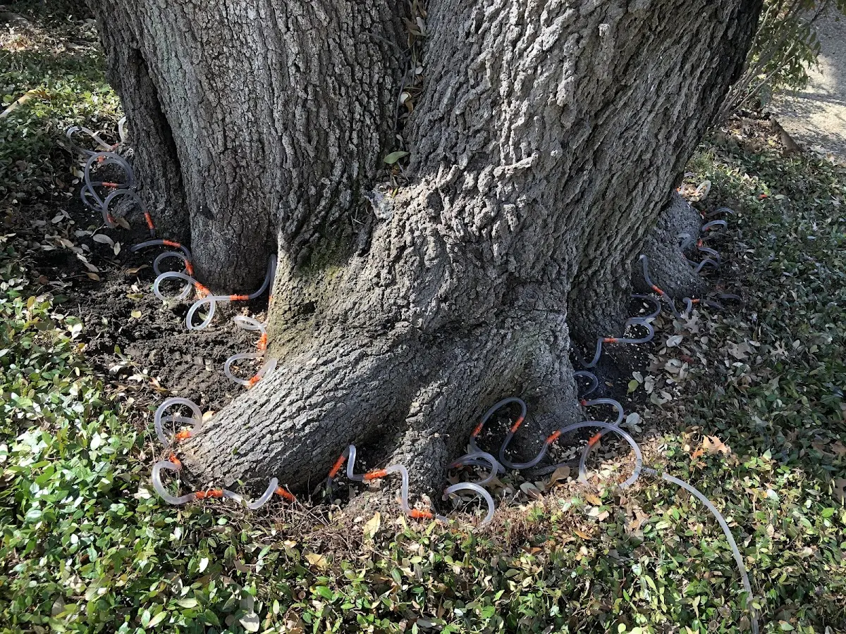 Detailed Shrub and Hedge Trimming job site in Cedar Park
