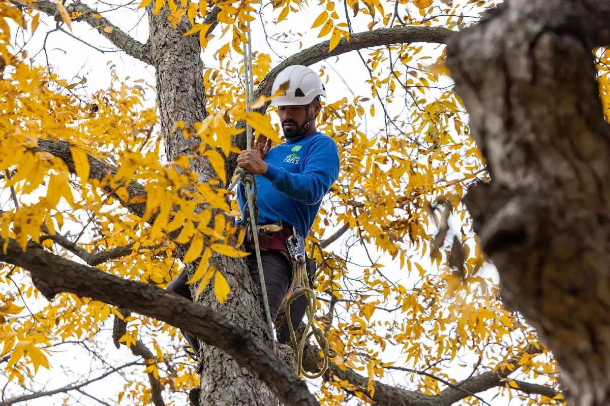 Skilled Tree Planting crew working in Cedar Park